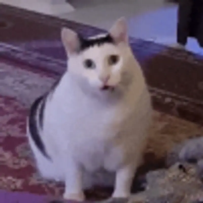 Ben, the Huh Cat