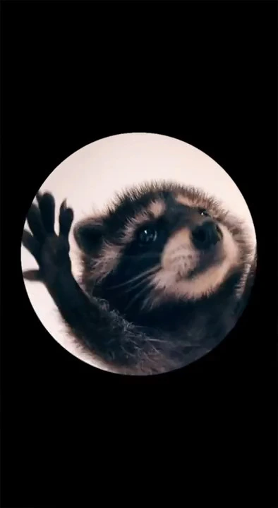 Raccoon Dancing in a Circle